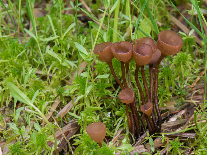 Myriosclerotinia caricis-ampullaceae